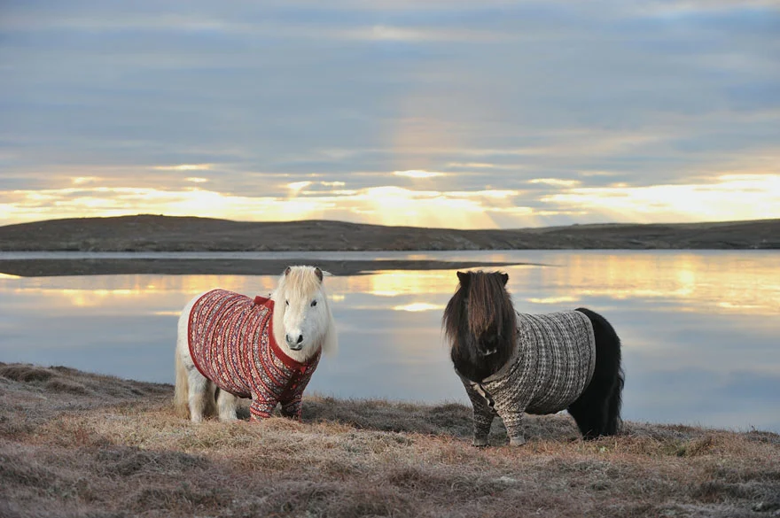 Hoping to encourage tourism, Scotland placed a couple of Shetland ponies in sweaters