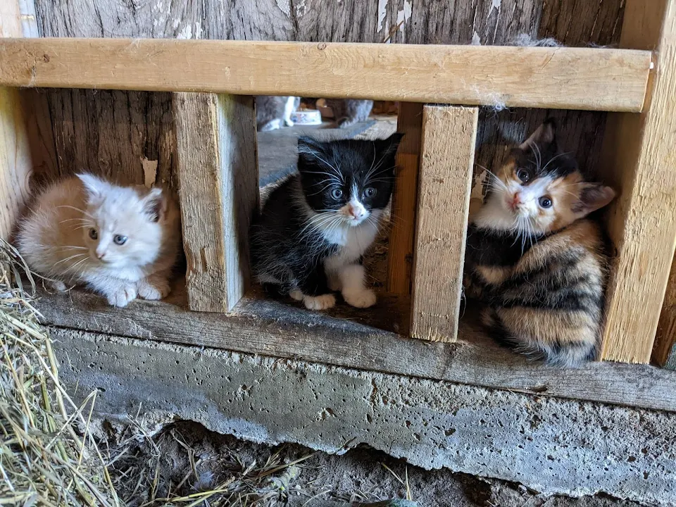 Cutest Barn Kittens