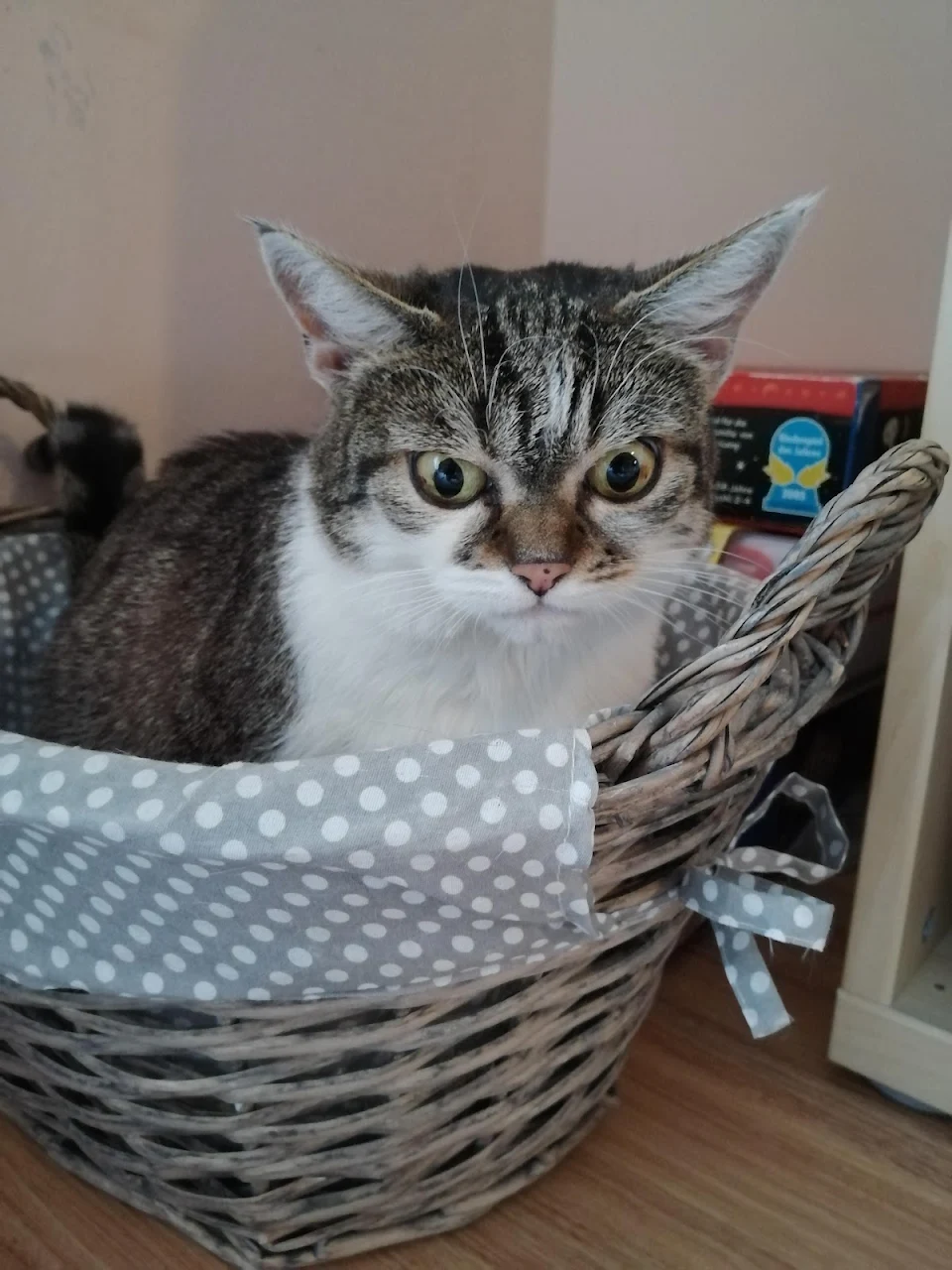 Upsetty Betty hates the comfy basket