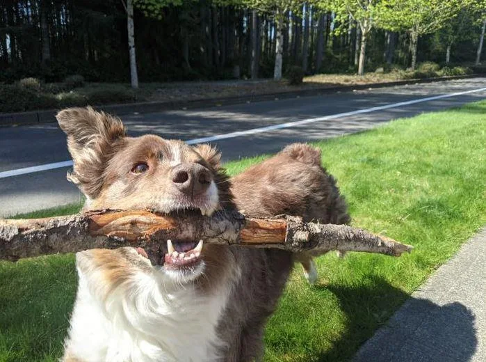 My Bestie Want's To Show Off His Stick!