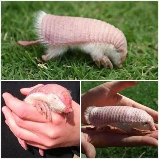 The pink fairy armadillo or pichiciego is the smallest species of armadillo, first described by R. Harlan in 1825. This desert-adapted animal is endemic to central Argentina and can be found inhabiting sandy plains, dunes, and scrubby grasslands.