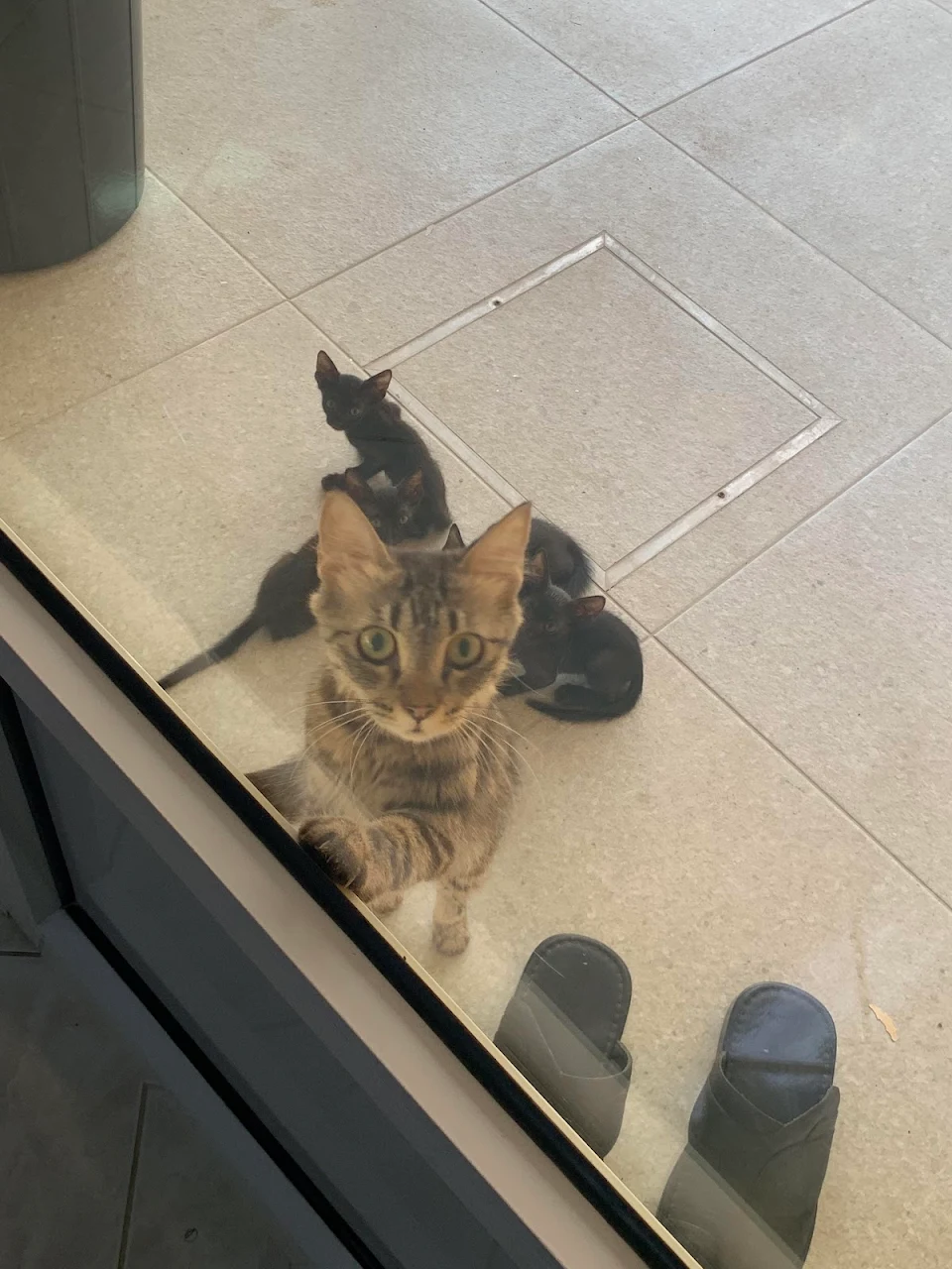 Our neighbour’s abandoned cat and her kittens