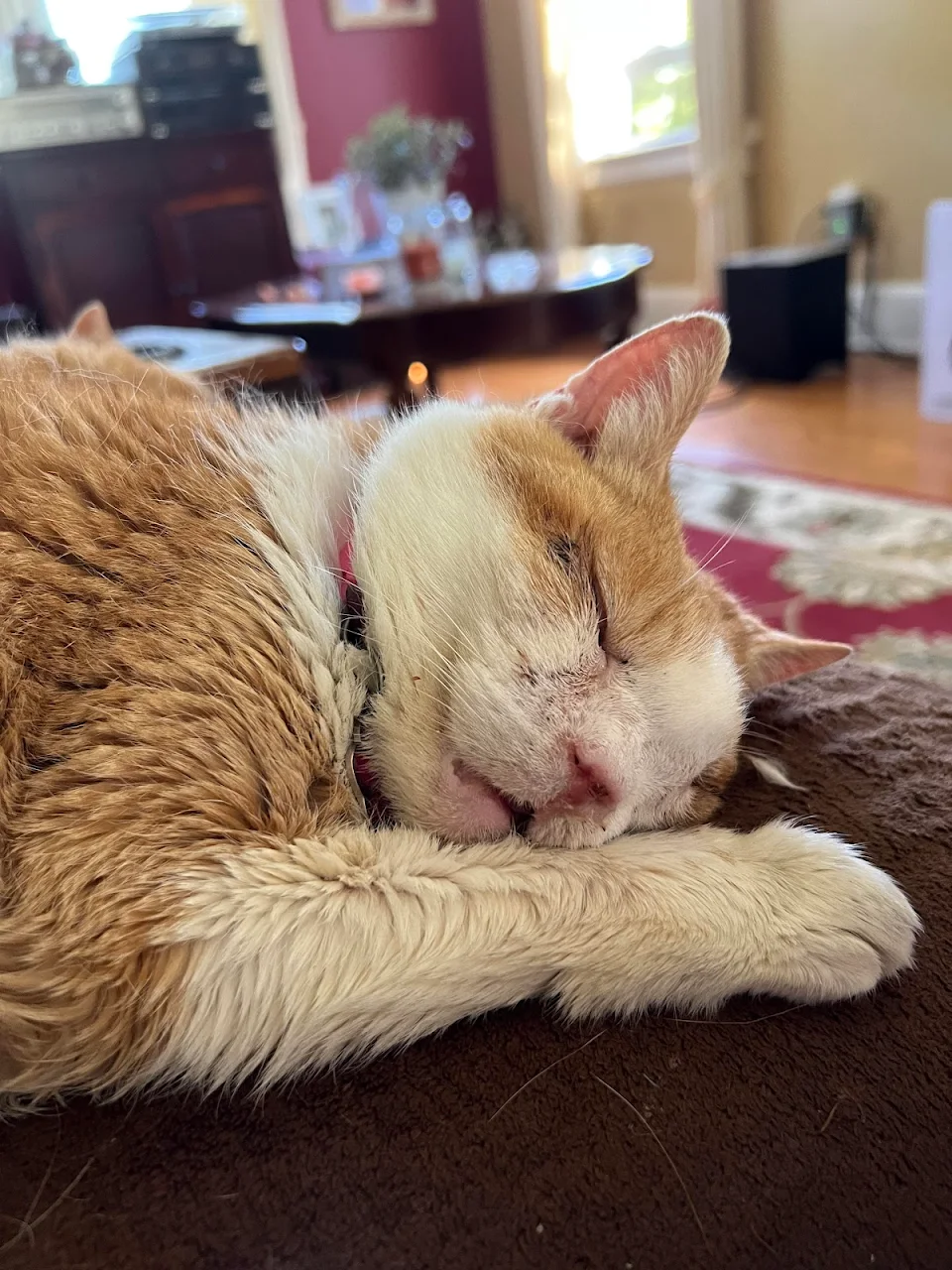 My 16 year old cat is getting a punch biopsy tomorrow on her face and I’m so so worried. Please send positive vibes or advice for aftercare if your cat has had this.