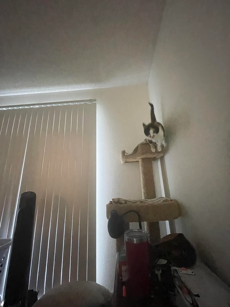 Every night our cat jumps on my side from her cat tree while I’m sleeping. How do I stop her?