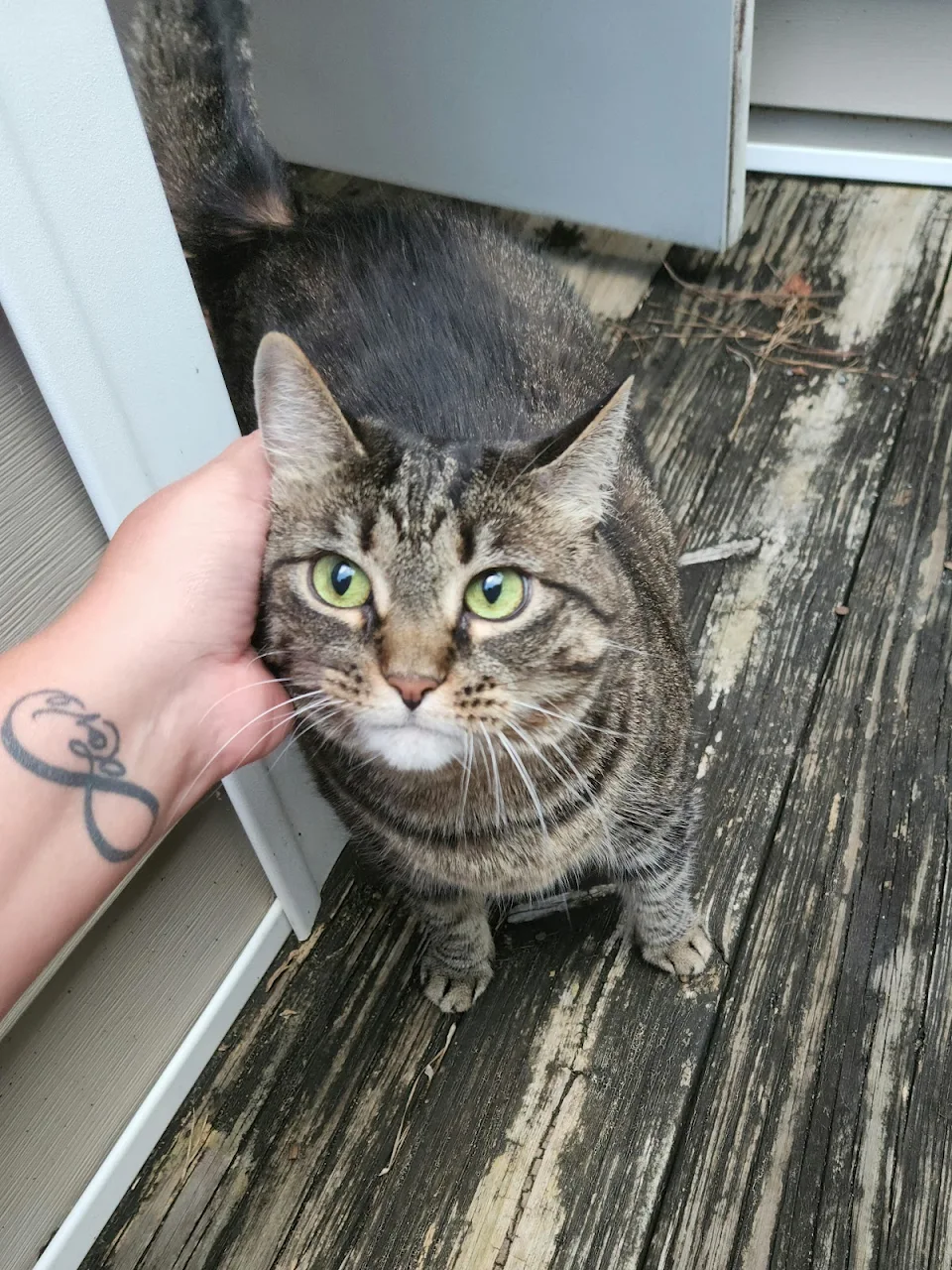 I have left my door open any time I went on my back porch for the last 5 years. Someone decided to be brave today and met the outside world for the first time.