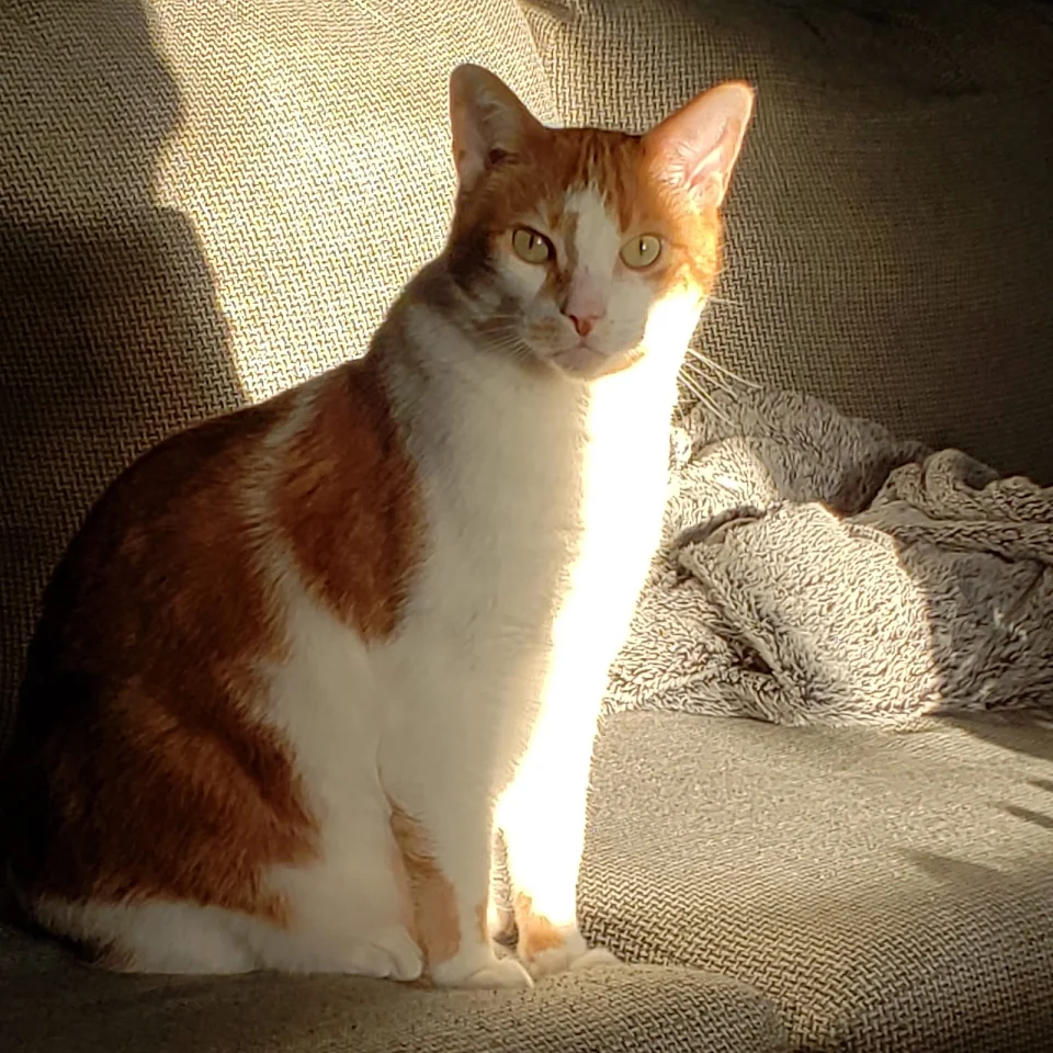 Ziggy catching the last rays of the day