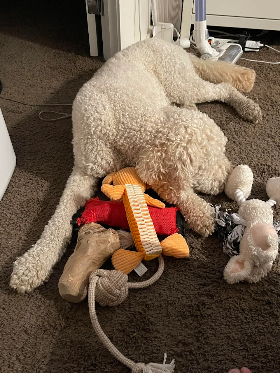 Sometimes Max likes to gather his toys for a nap together
