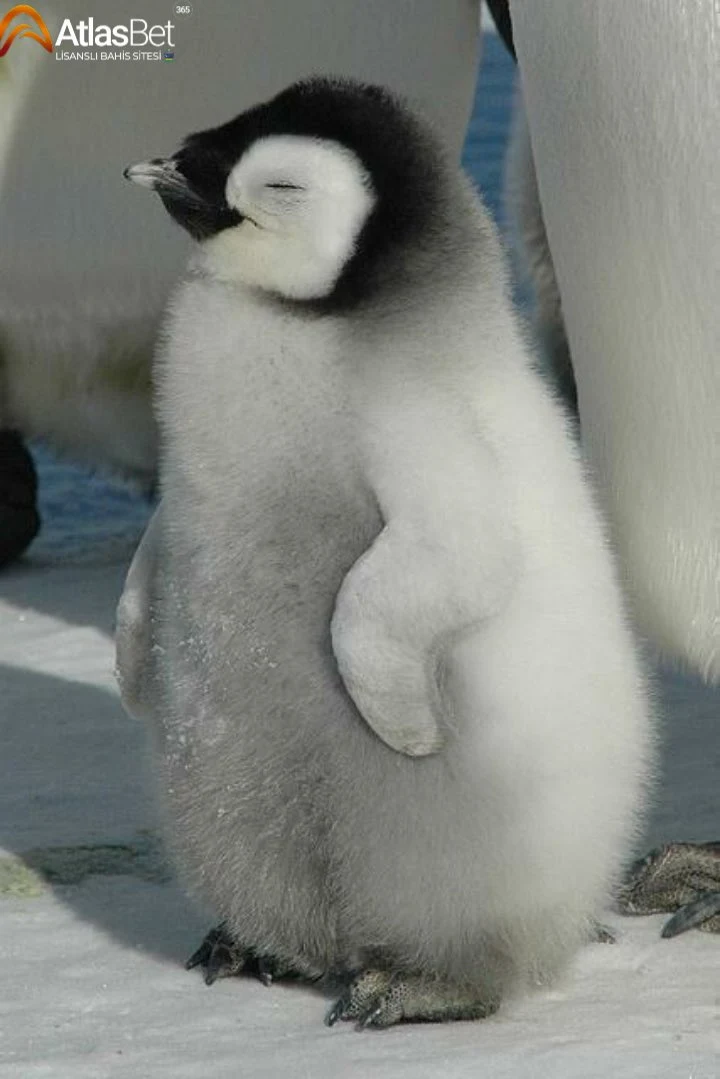 yavru penguen 🐧