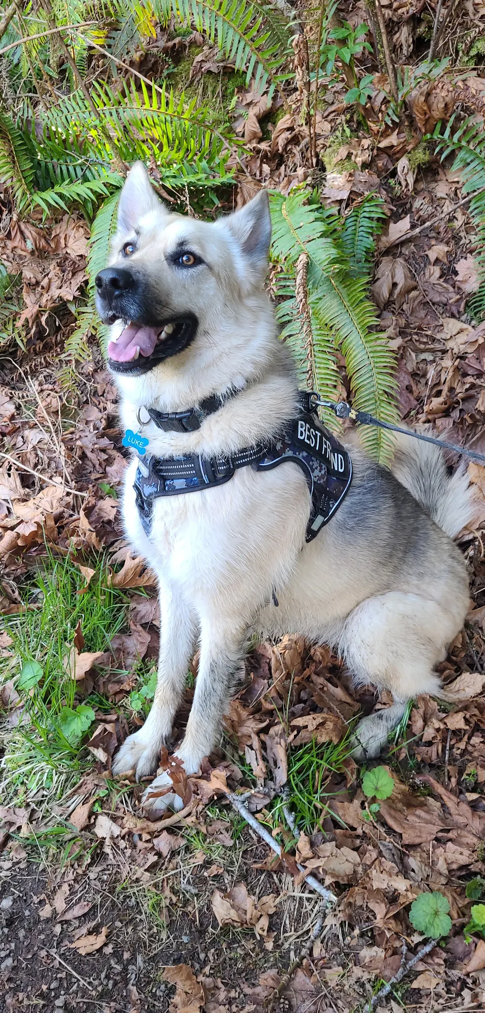 My shepsky loves going on hikes!