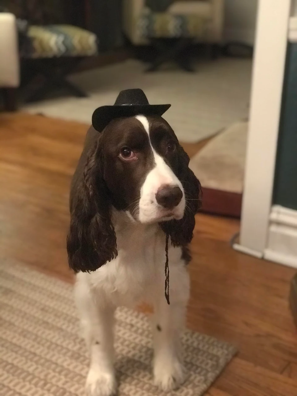 Ned’s grandma gave him this hat when he was a puppy. He hates it.