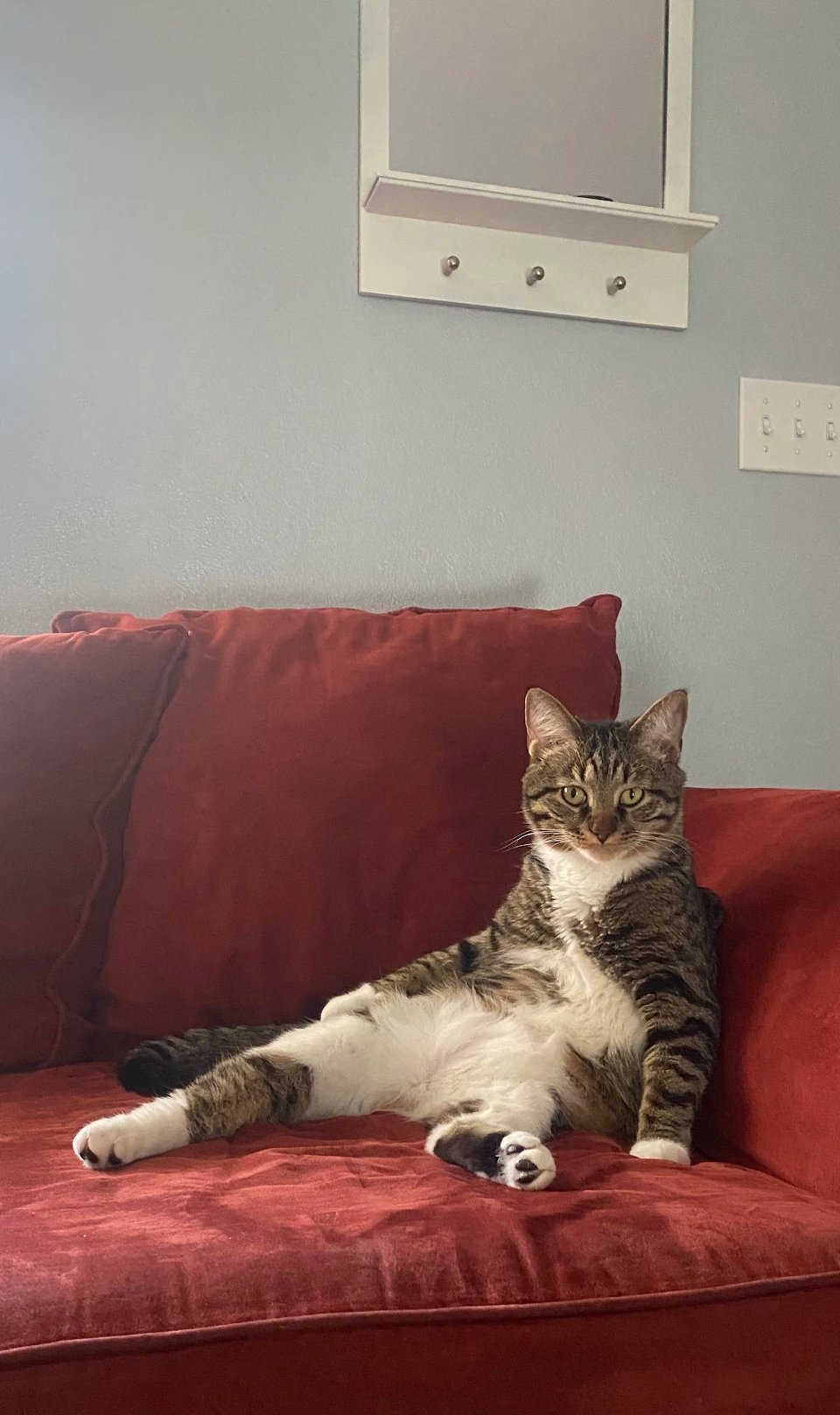 anyone else’s cat sit like this?