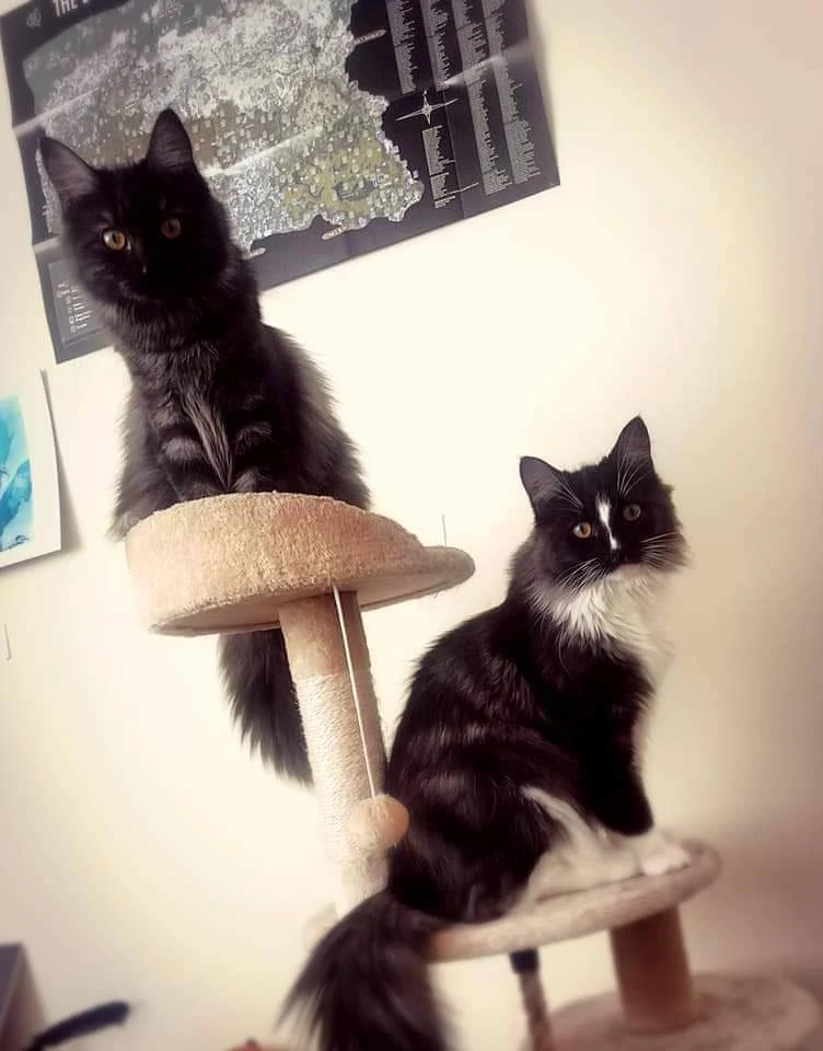 Just thought I'd share two of our three cats. the one on the left is Pretty Lady Zuzu (Azura) then on the right is handsome boy Ezio.