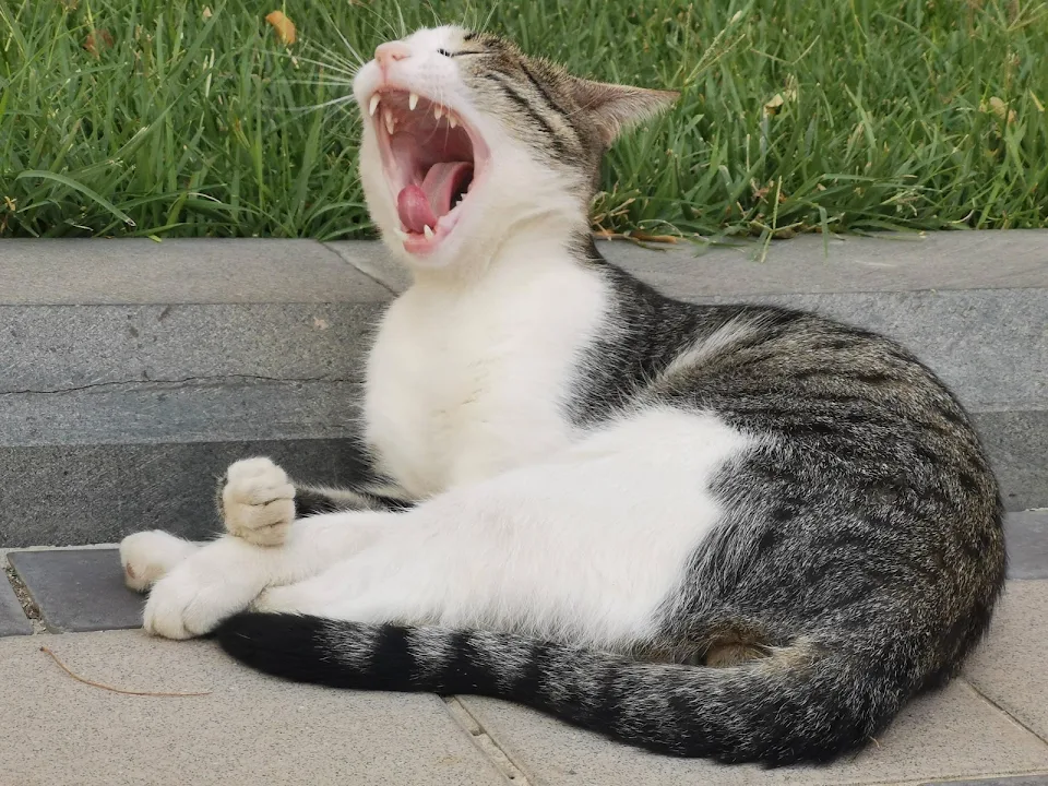 Big yawn!