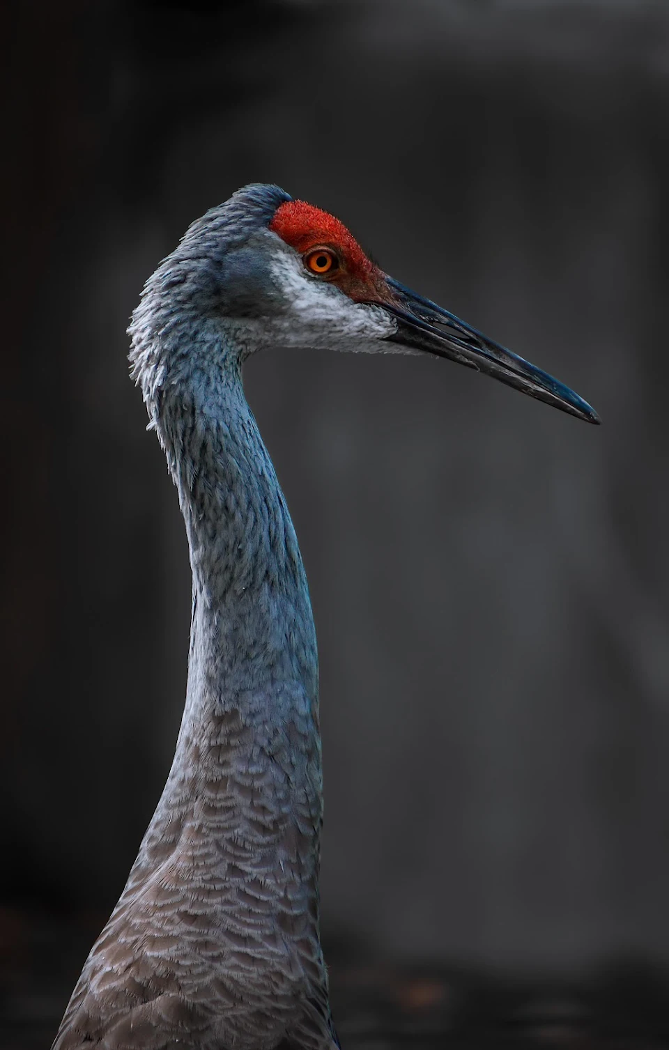 Seeing Red - A portrait I took of a sandhill crane.