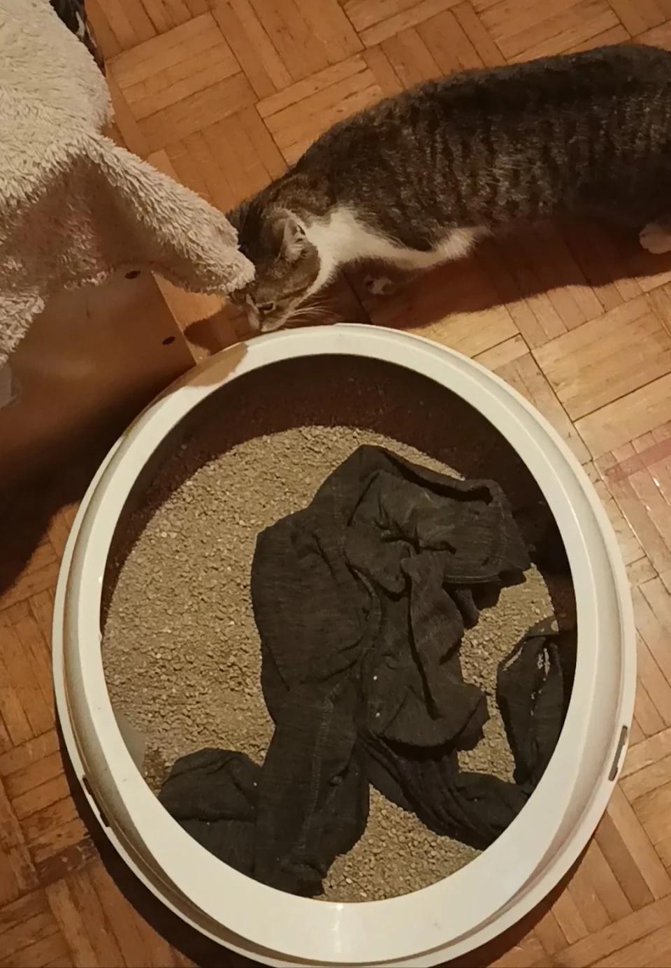 My cat steals clothes from my closet and then brings the item she stole to her litterbox, in which she carefully places it so the item of clothing is always fully inside it, no matter how big.