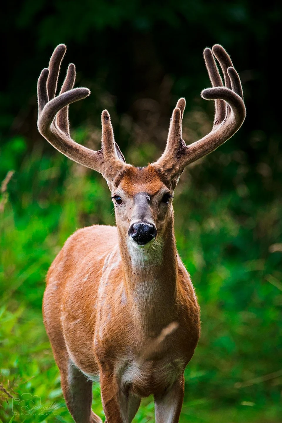 Photographed a whitetail buck at the peak of his velvet growth.