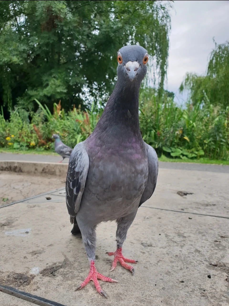 A curious pigeon I met in the park
