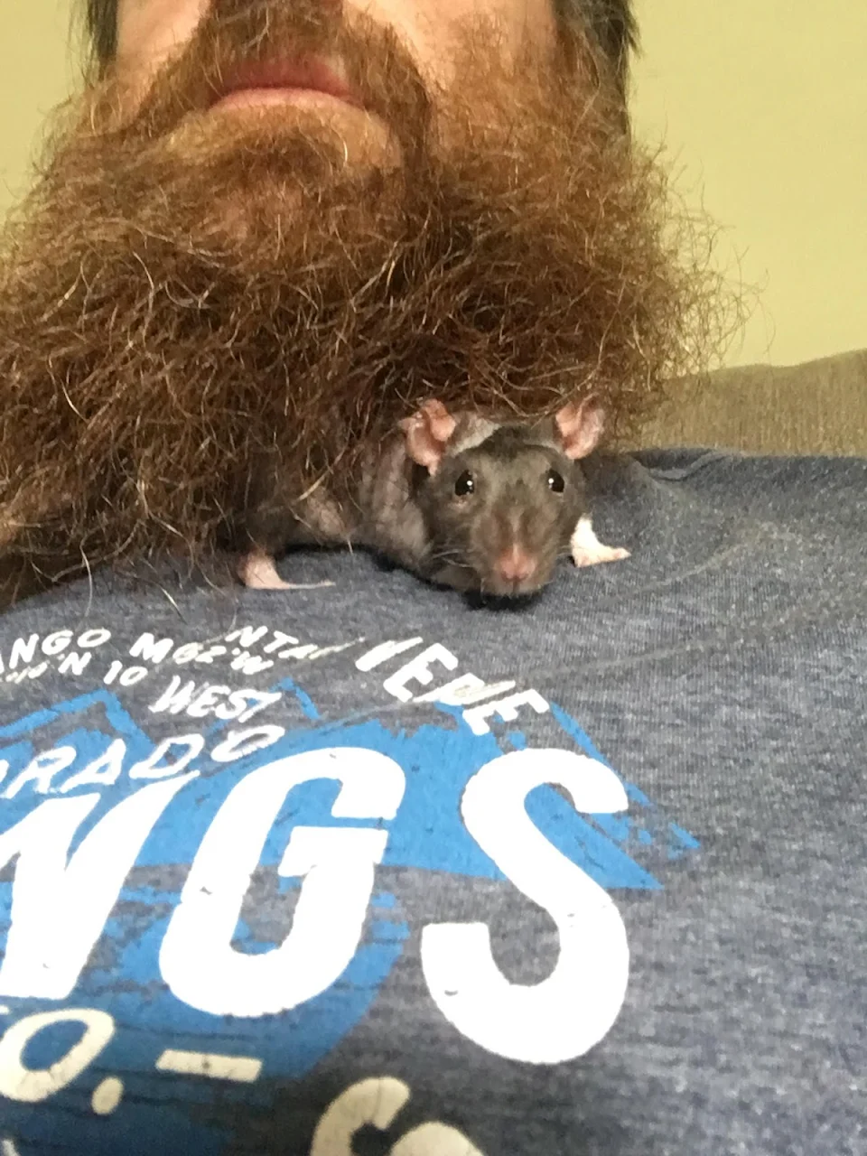 My pet rat, Master Splinter, likes hiding in my beard.