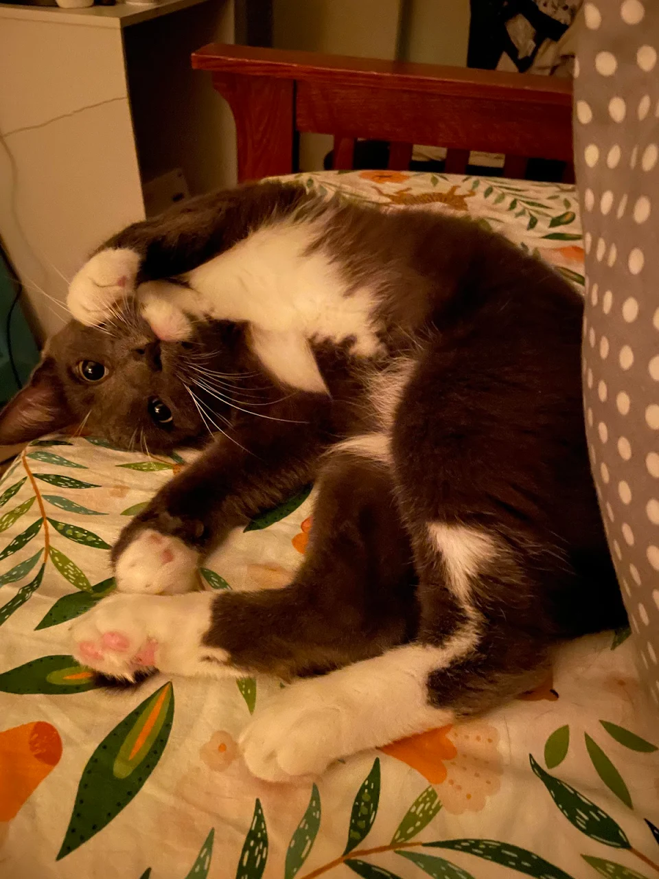 Bolero was adopted 4 days ago. I think he’s feeling pretty comfortable already