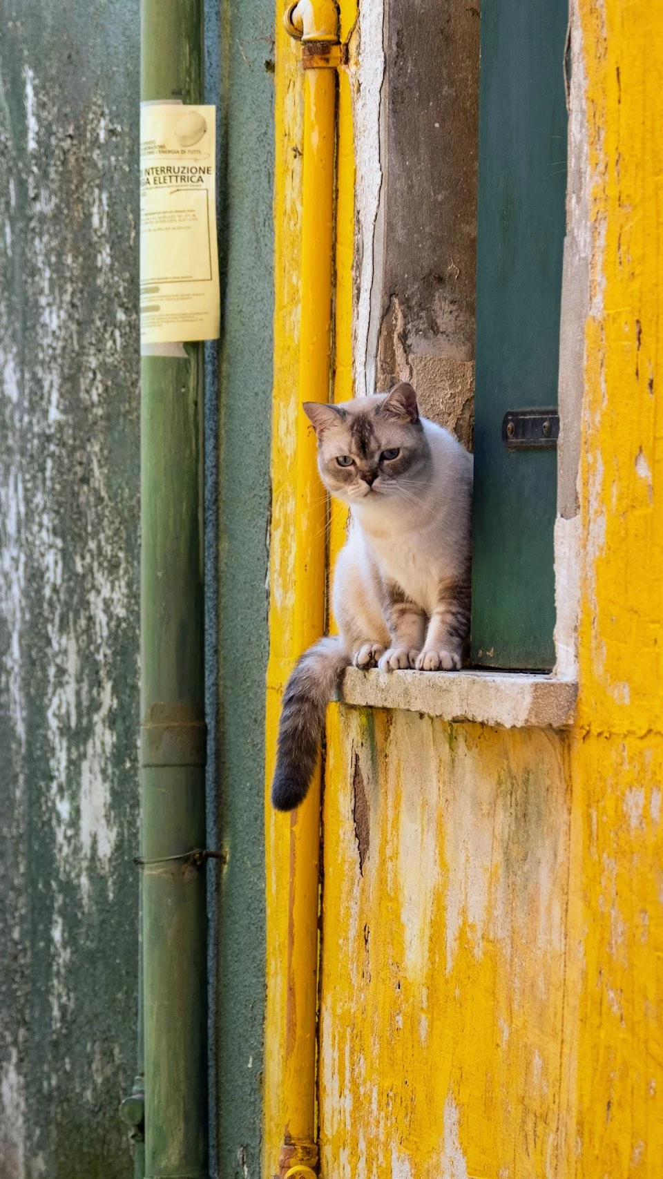 Suspicious cat in Burano, Italy