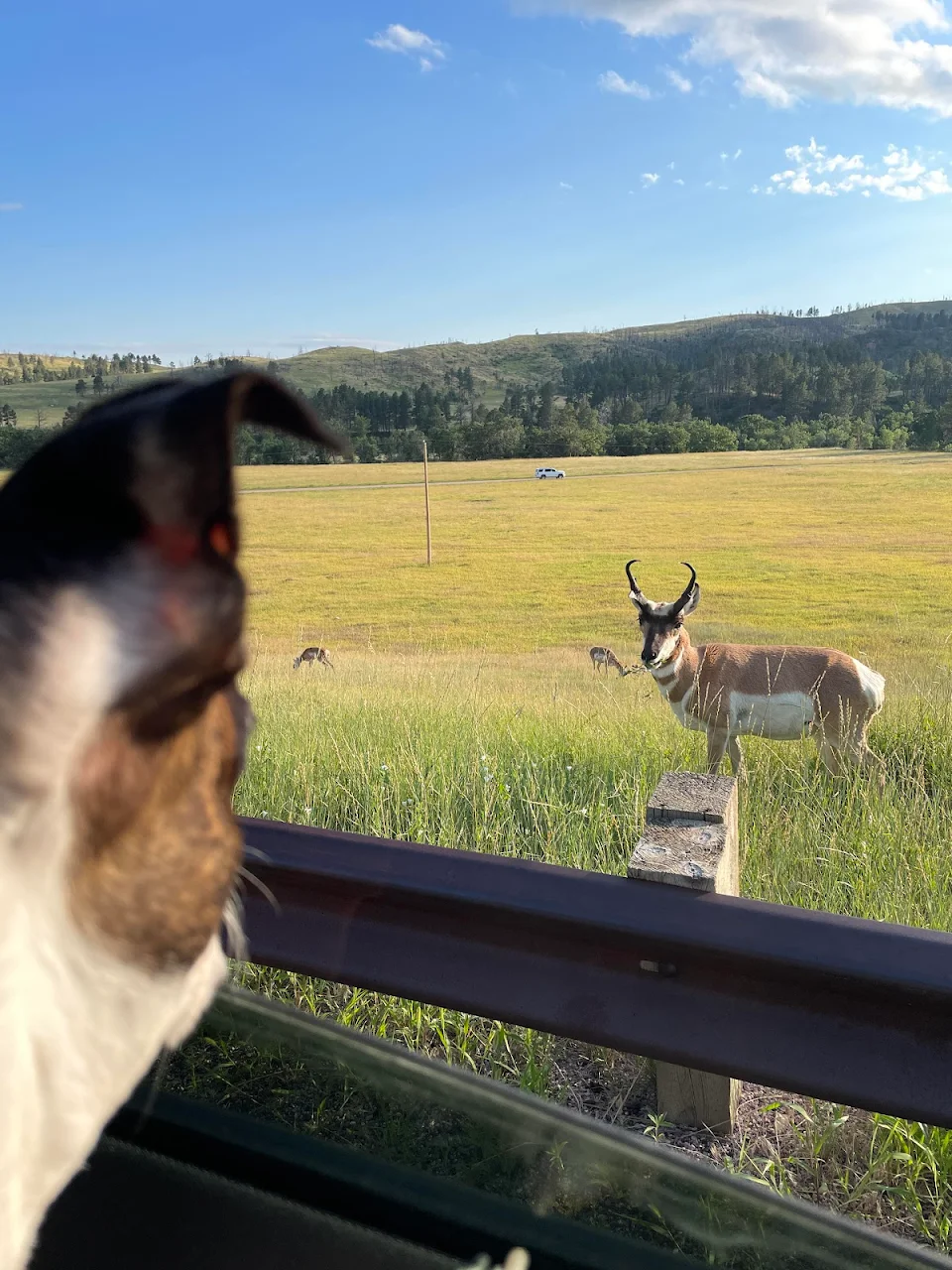 Dog sees a group of Pronghorn