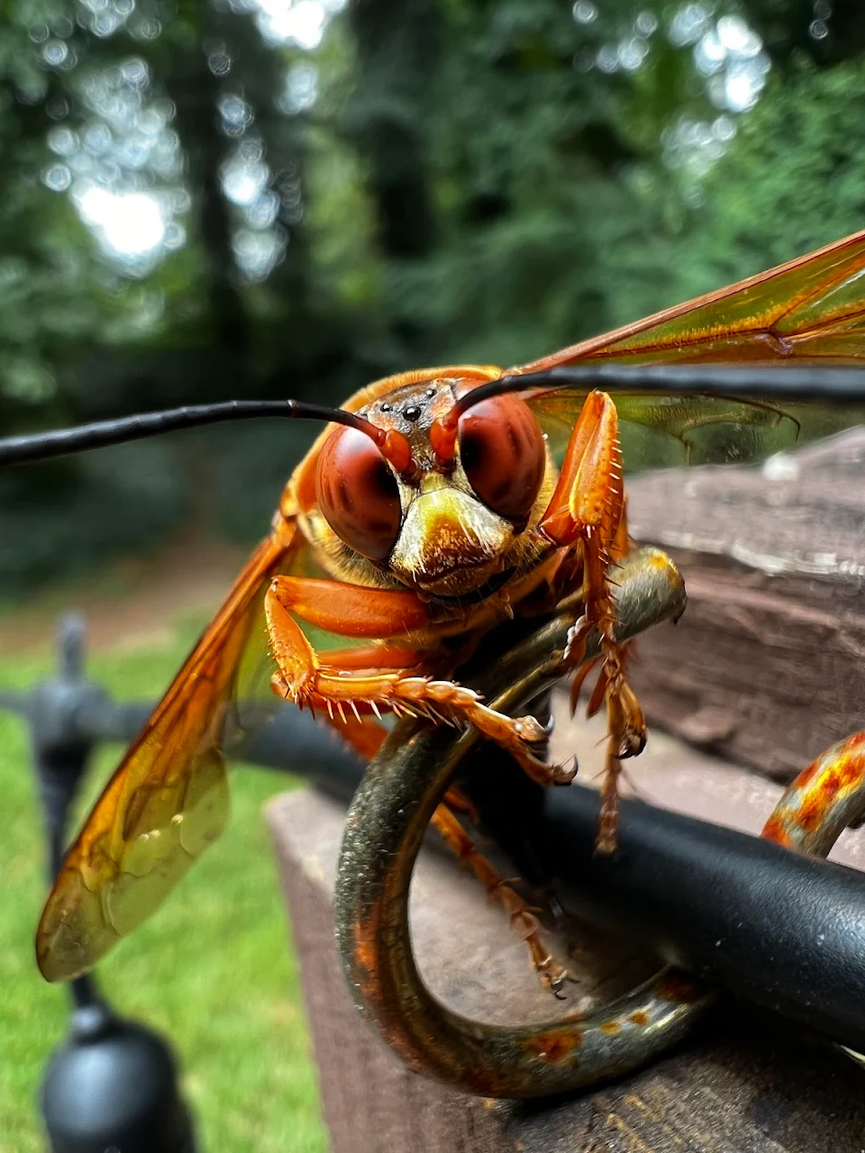 This hornet I captured in my backyard