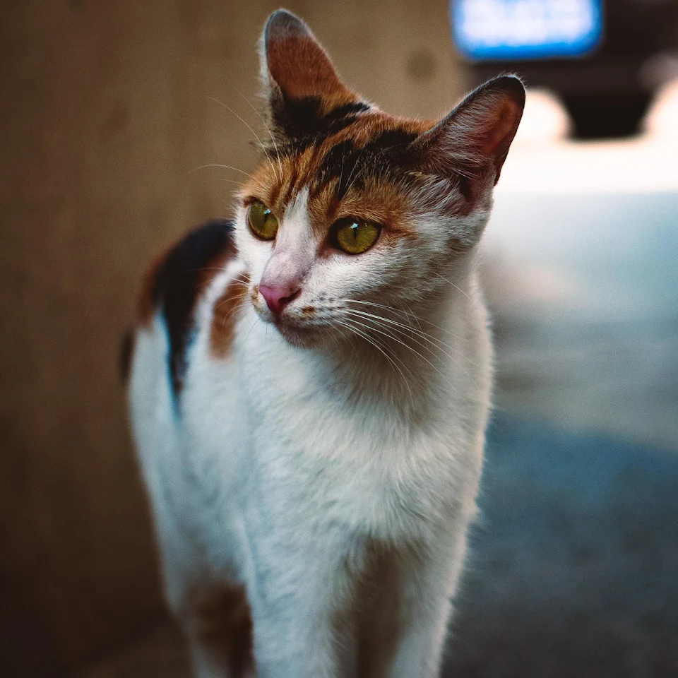 A beautiful neighborhood cat