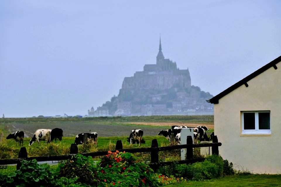French cows just doing their cow thing. But holy cow, what a view!