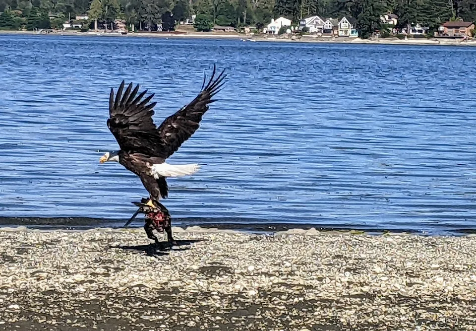 Bald Eagle With Catch