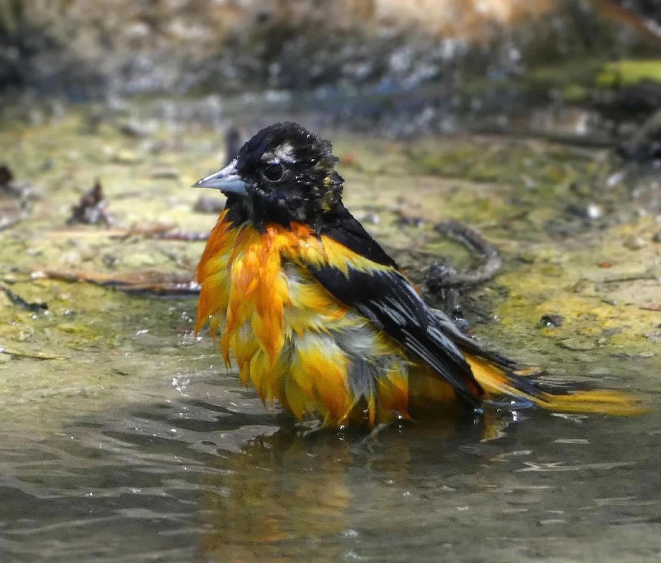 An oriole taking a bath in the fountain at Jackson Park, Chicago, IL