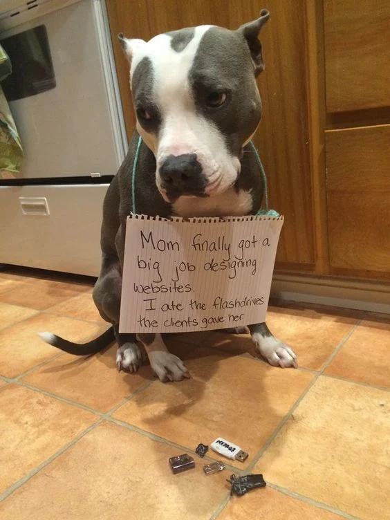 Guilty Dog