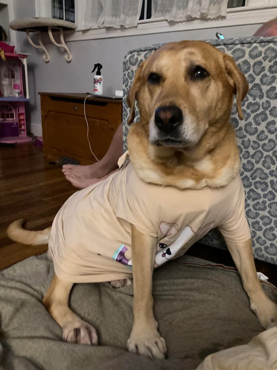 My dog had to go for surgery to remove a couple tumors and has to wear a shirt