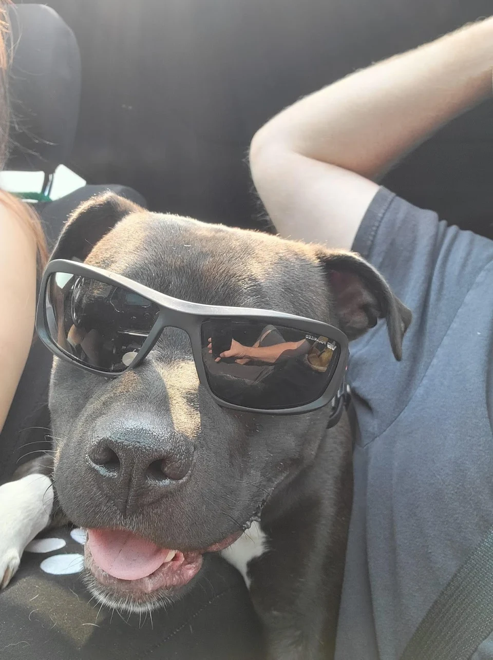 My rescue black pittie is the coolest! It is beyond me why she was thrown out of a moving car?