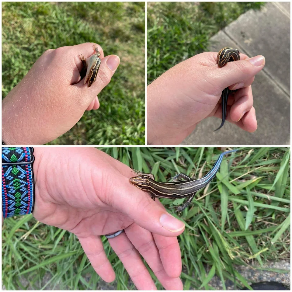I was mauled for having the audacity to save this skink from a school