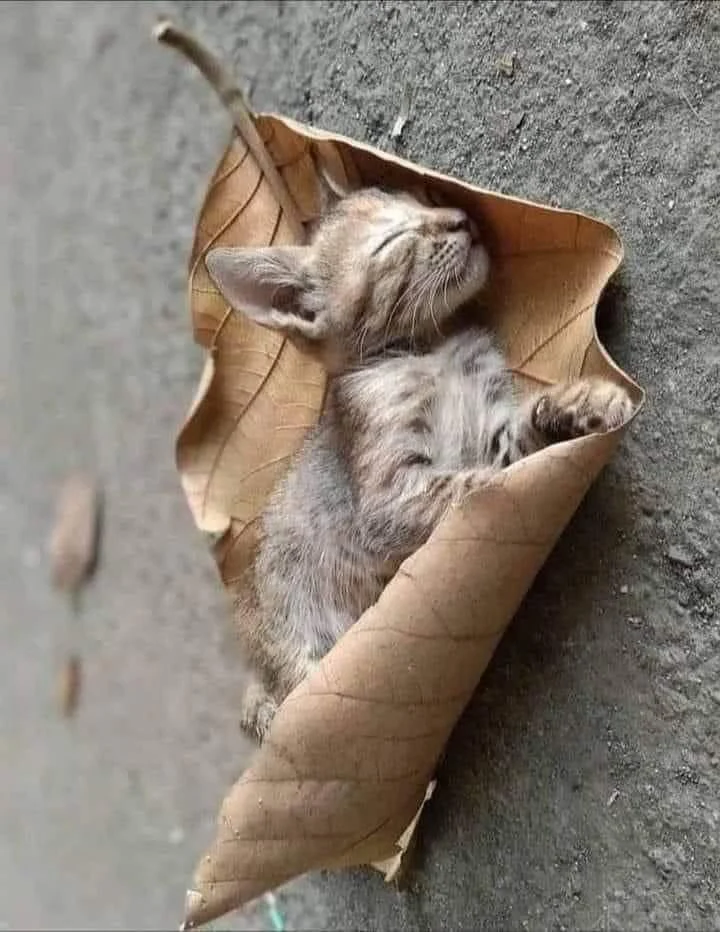 Cat sleeping on a leaf