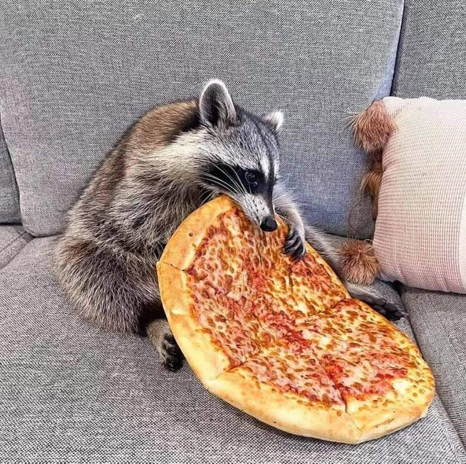 A Raccoon eating a pizza on a couch