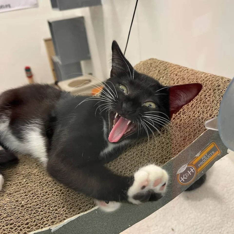 Tuxedo cat laying on a cardboard hammock stretching caught mid yawn