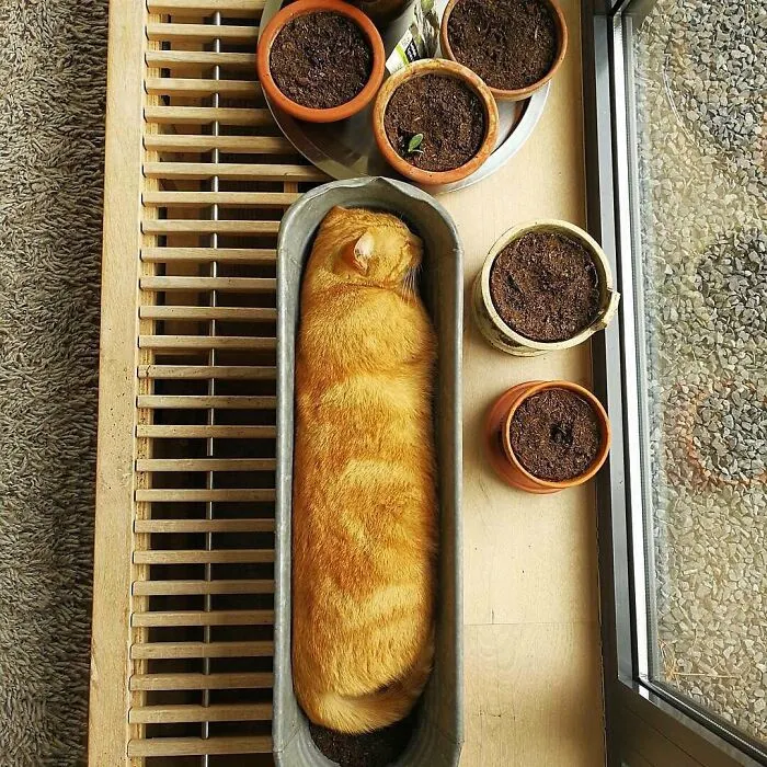 Orange cat in a long planter