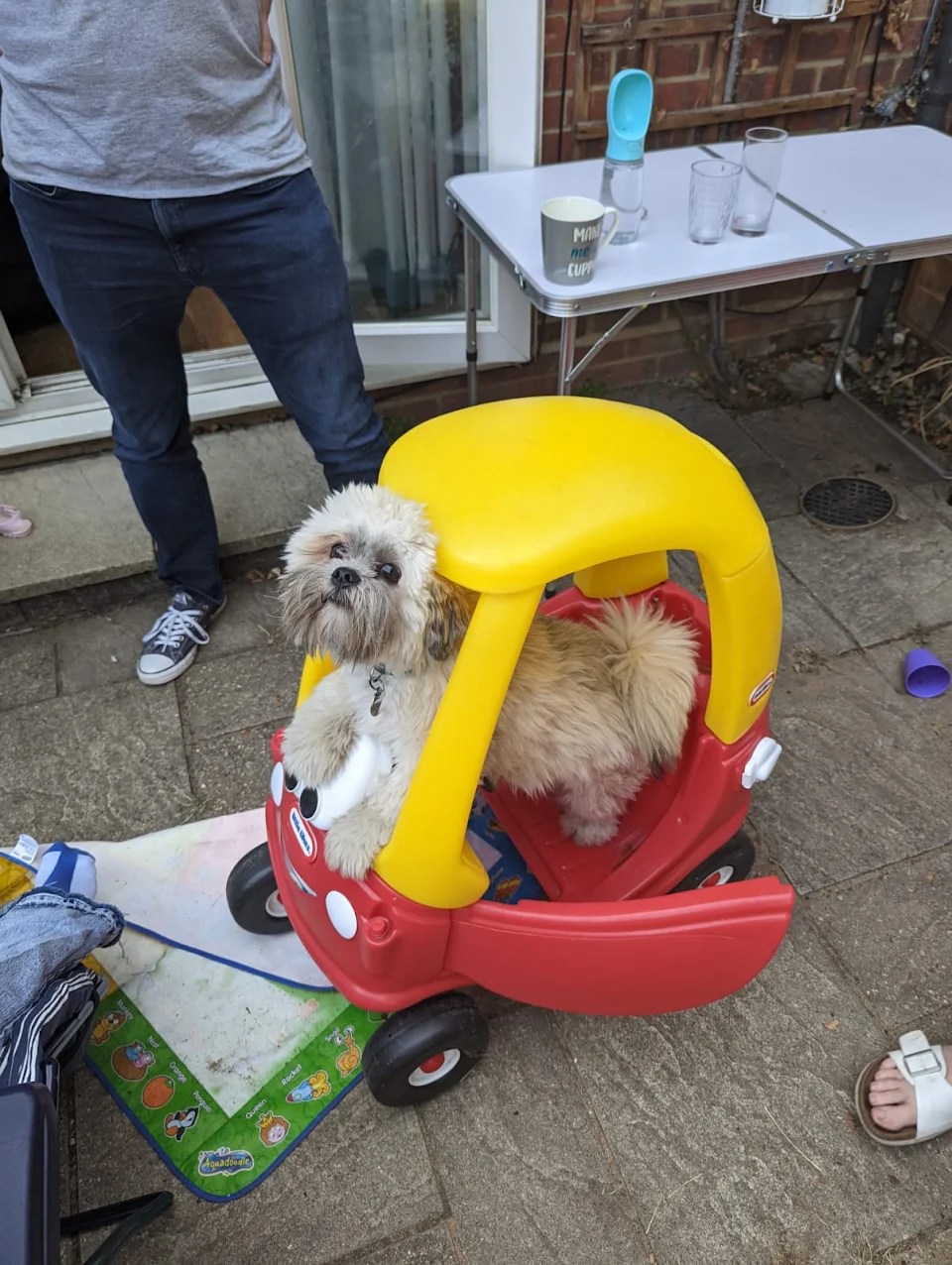 Small dog sat in a children's play car.