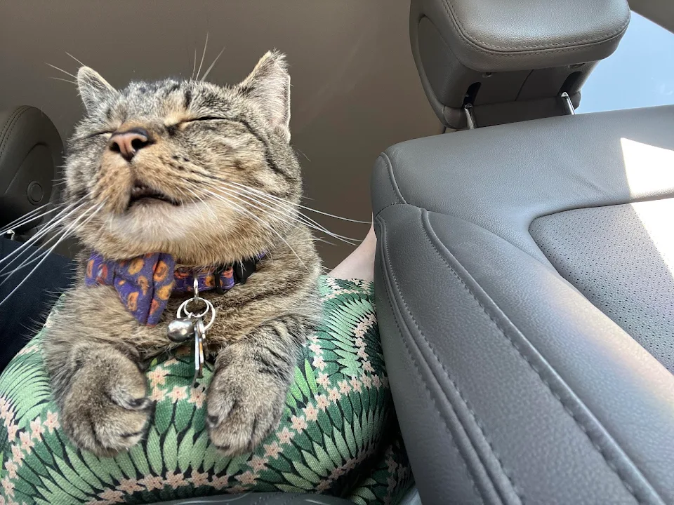 A car kitty 😊