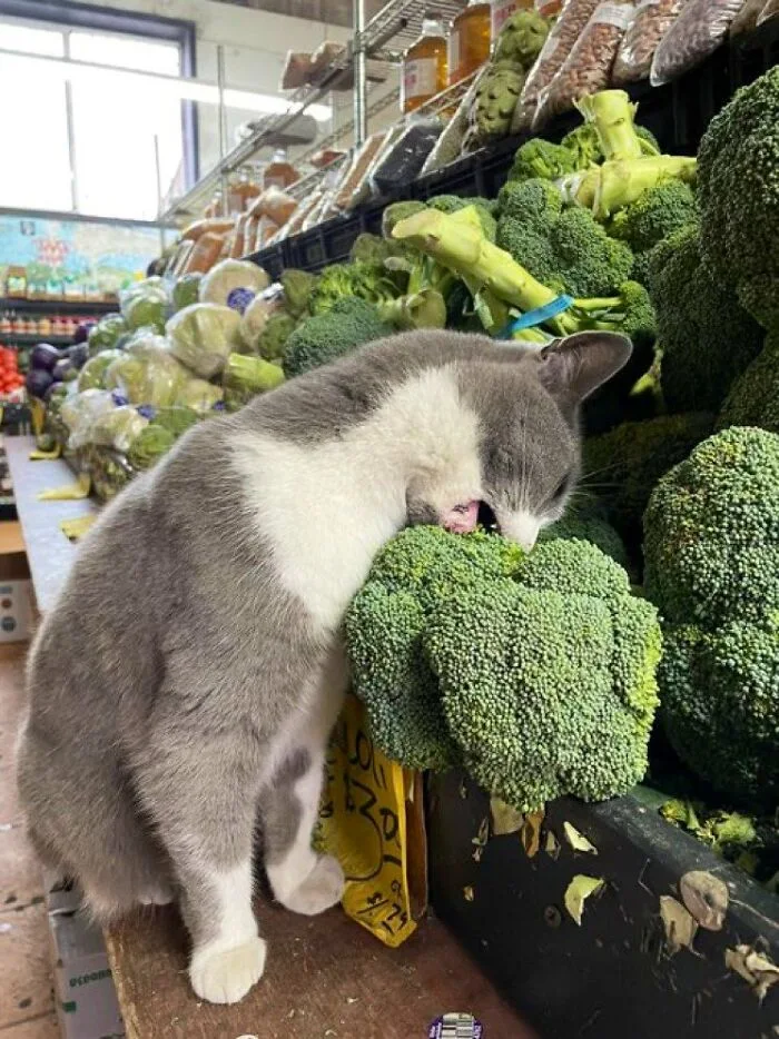 Cat eating broccoli