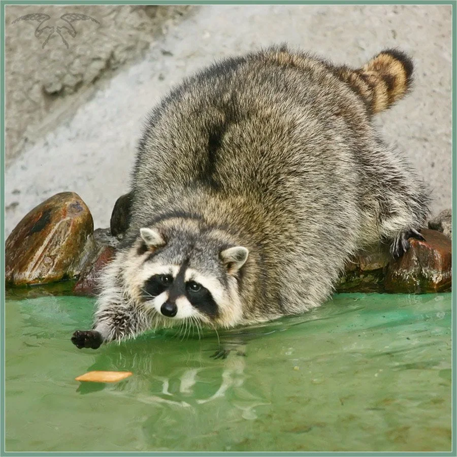 raccoon reaching for a cracker