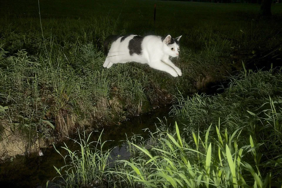 Cat Jumping Over Ditch