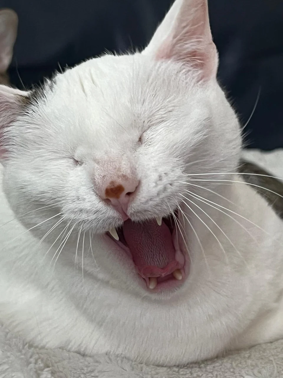 Cat mid yawn