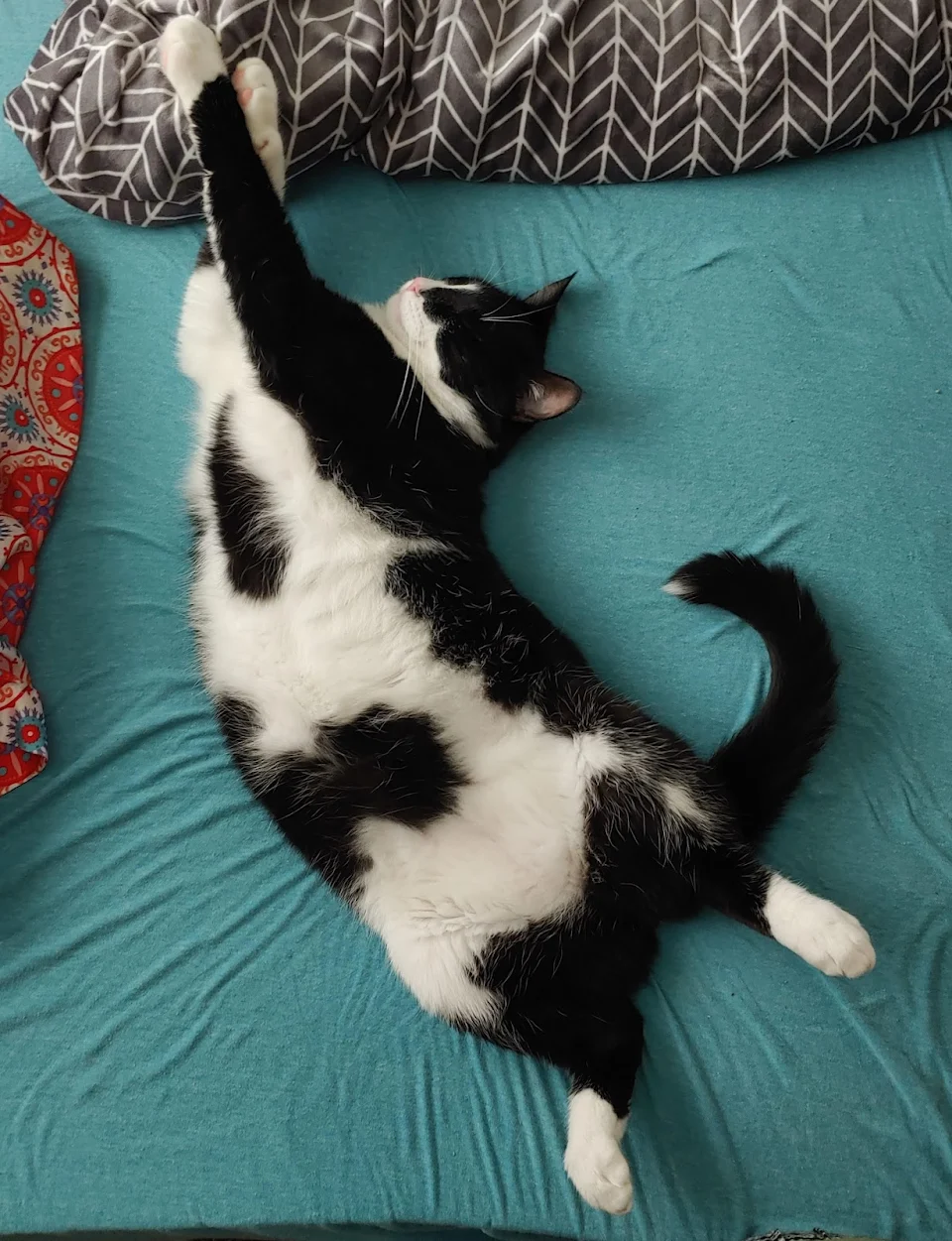 cat stretching in his sleep