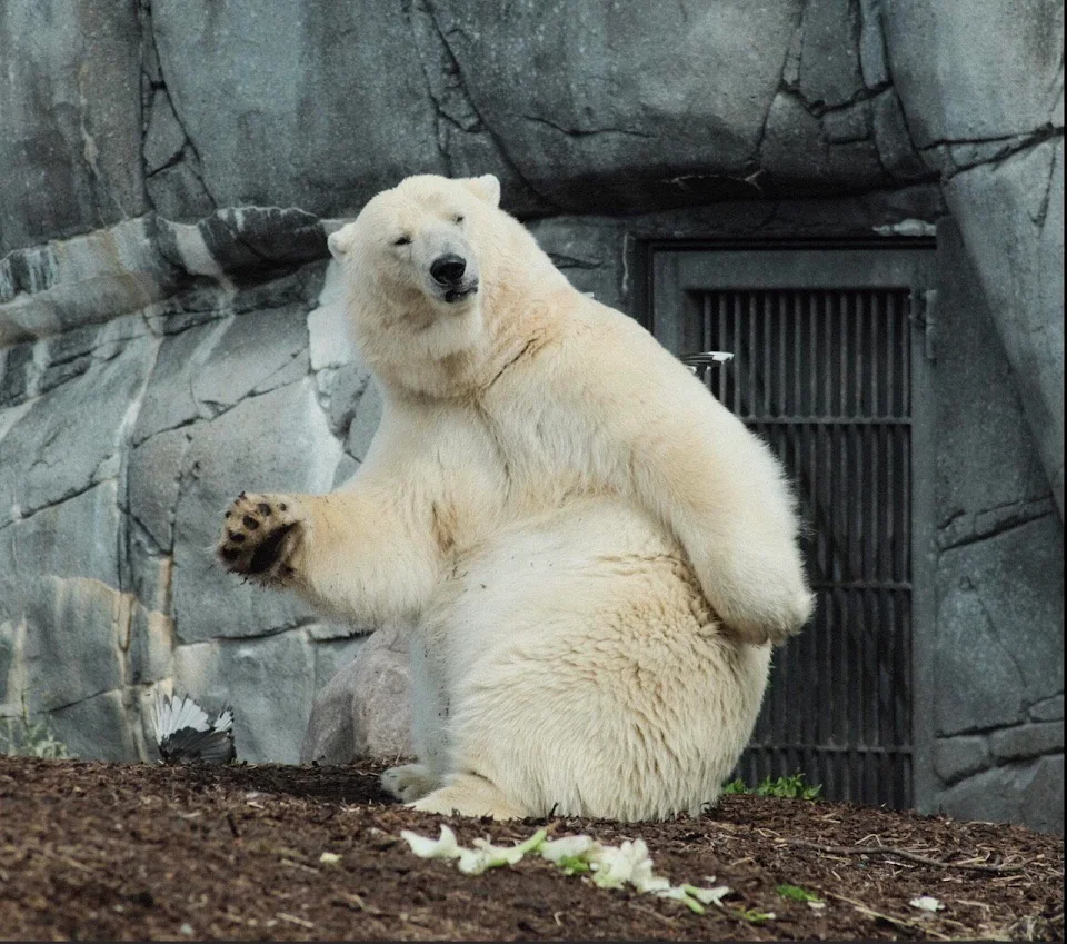 Polar Bear at a Zoo
