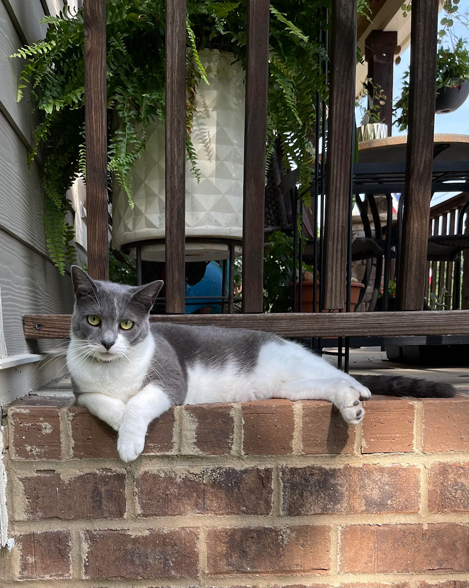 Cat on porch