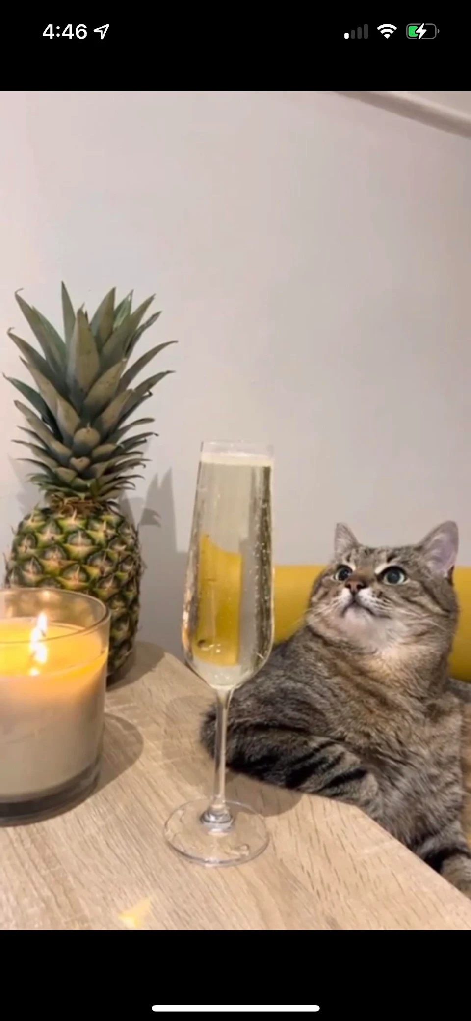 cat staring at champagne bubbles
