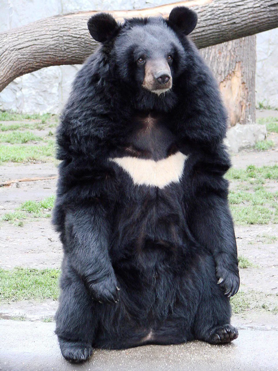 PsBattle: This Asian black bear