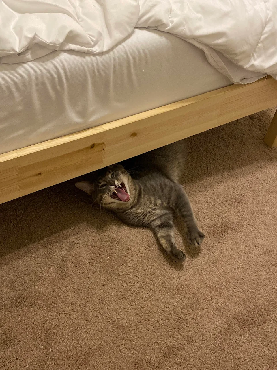 This photo of a cat yawning under a bed.